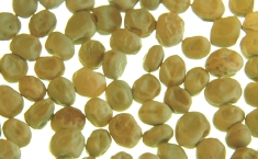 青豌豆-きくもとや