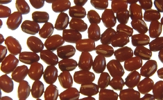 小納言(小豆)-きくもとや