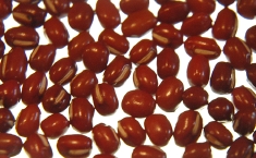 大納言-きくもとや