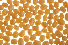 白小豆-きくもとや