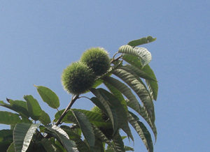 宮内庁にも献上された極上栗『利平』