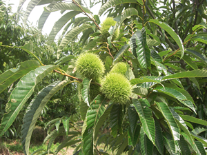 宮内庁にも献上された極上栗『利平』